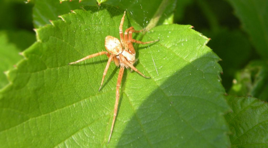 Olios argelasius? No. Philodromus sp. - Garfagnana (RE)